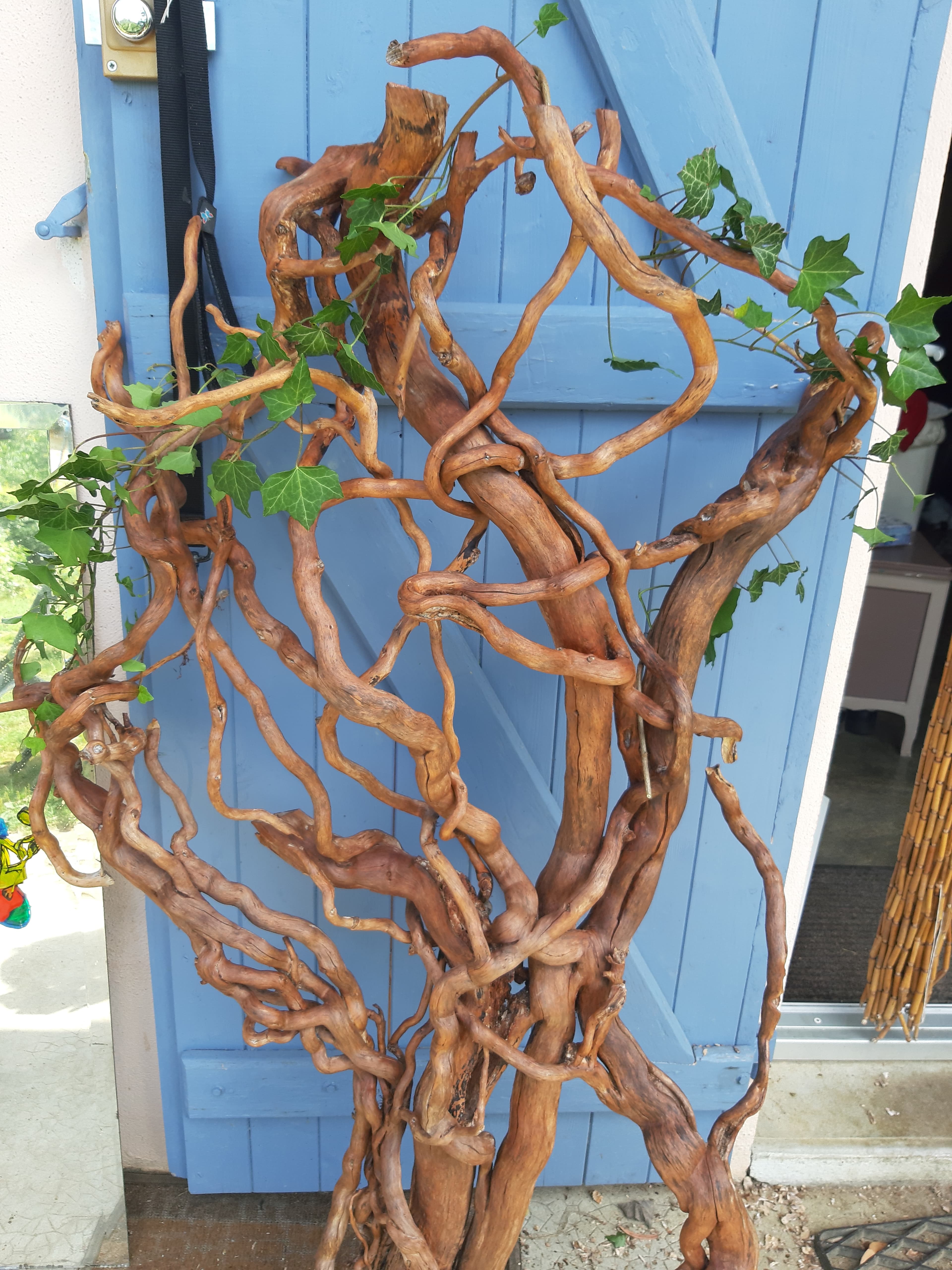 Grande pièce de racines entrelacées avec lierre